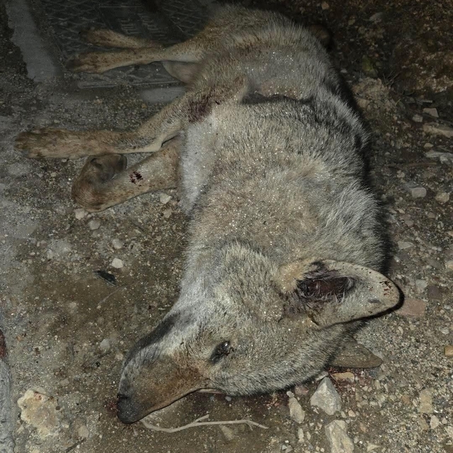 Otomobilin çarptığı kurt telef oldu