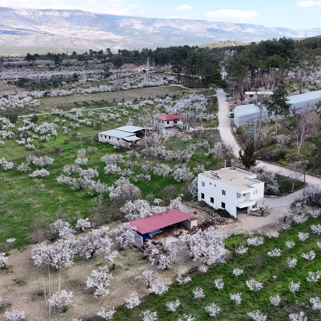 Mersin'de çiçek açan erik ağaçları havadan görüntülendi