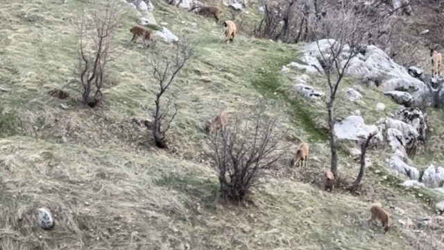 Diyarbakır'da nesli koruma altında olan dağ keçileri görüldü