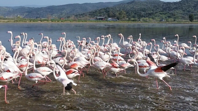 Büyük Menderes'teki taşkın nedeniyle tarlalar su altında kaldı; flamingolar bölgeye akın etti