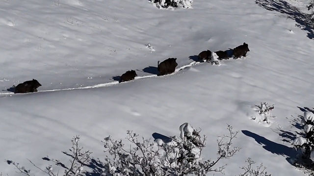 Karlı arazide ilerleyen domuz sürüsü havadan görüntülendi