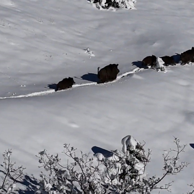 Karlı arazide ilerleyen domuz sürüsü havadan görüntülendi