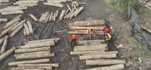 Düzce'den bin 909 ton orman ürünü ihraç edildi