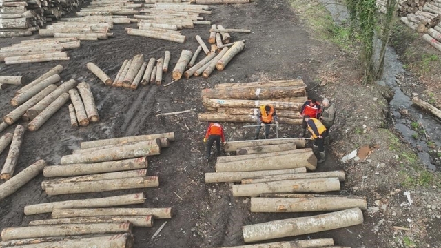 Düzce'den bin 909 ton orman ürünü ihraç edildi