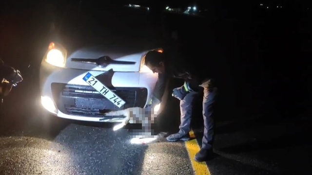 Tilki, kendisine çarpan aracın tamponuna sıkıştı