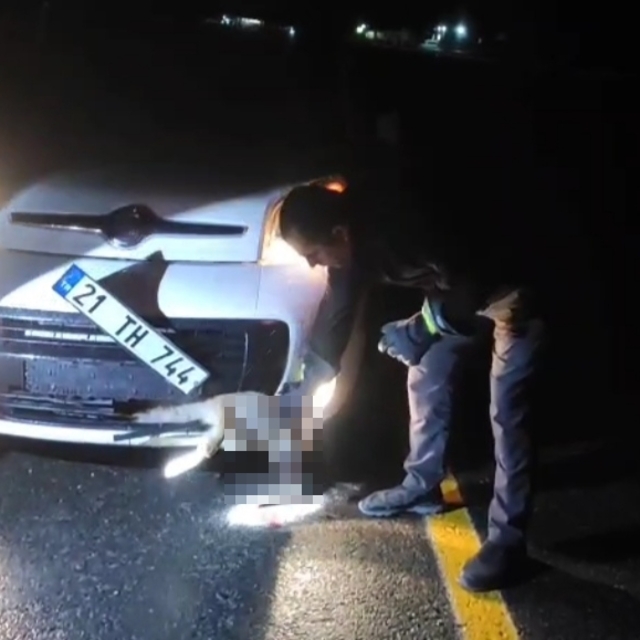 Tilki, kendisine çarpan aracın tamponuna sıkıştı