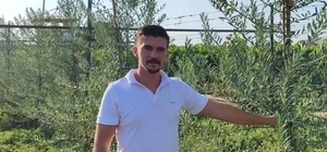 Sarıgöl’de 'bodur' zeytin dönemi