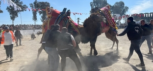 Şap karantinası kalktı, deve güreşleri İncirliova’da başladı