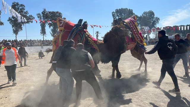 Şap karantinası kalktı, deve güreşleri İncirliova'da başladı