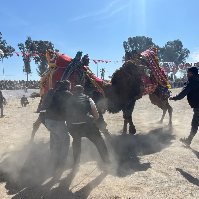 Şap karantinası kalktı, deve güreşleri İncirliova'da başladı