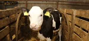 Samsun'da ari işletme sayısı artıyor