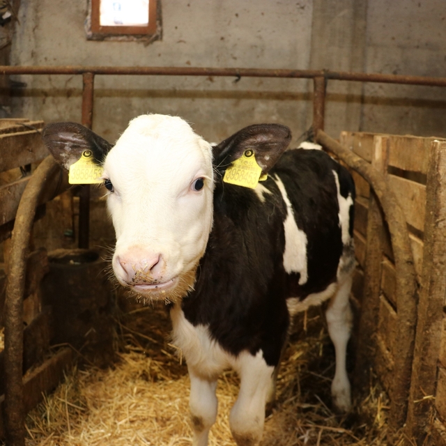 Samsun'da ari işletme sayısı artıyor