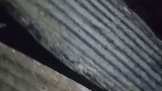 Adana'da 40 güvercin yangında telef oldu