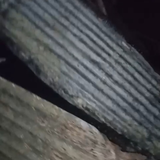 Adana'da 40 güvercin yangında telef oldu