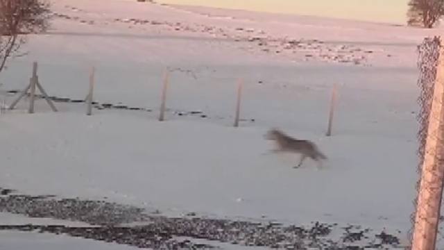 Sürüden ayrılarak mahsur kalan kurt, cep telefonu ile görüntülendi