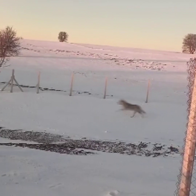 Sürüden ayrılarak mahsur kalan kurt, cep telefonu ile görüntülendi