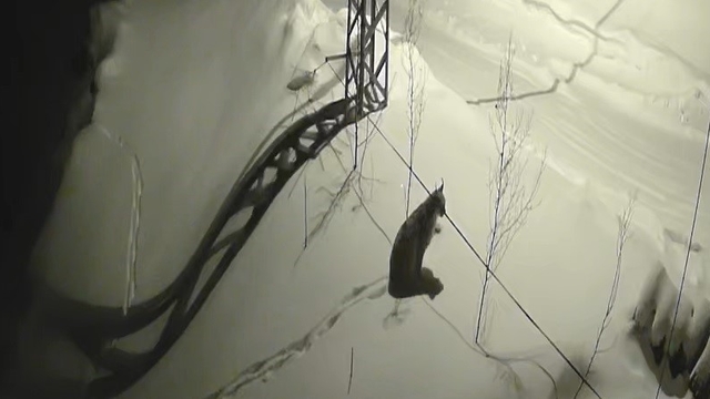 Bayburt'ta köye inen vaşak güvenlik kamerasında: Yol kenarında durup çevreyi izledi