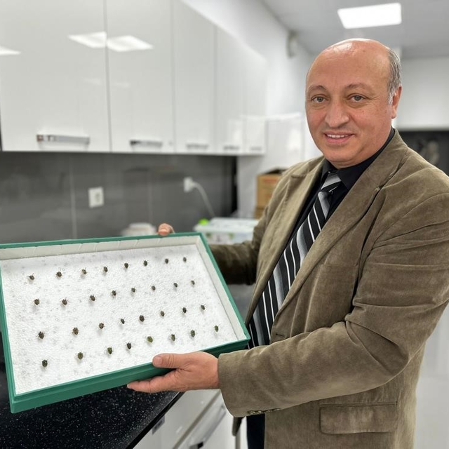 Böcekler cinayetleri aydınlatıyor: Ölüm zamanı ve olay yeri entomolojiyle b...