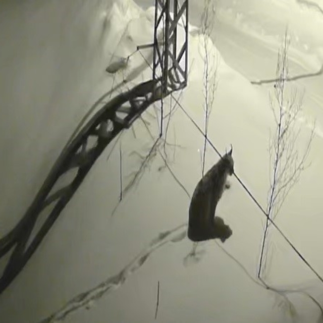 Bayburt'ta köye inen vaşak güvenlik kamerasında: Yol kenarında durup çevrey...