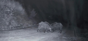 Ganos Dağları'nda domuz sürüsünün kavgası kameraya yansıdı