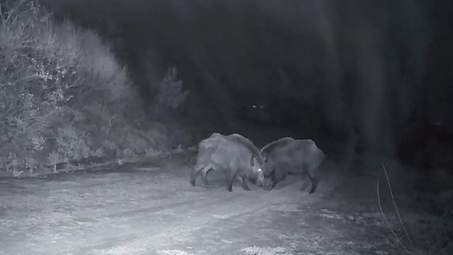 Ganos Dağları'nda domuz sürüsünün kavgası kameraya yansıdı