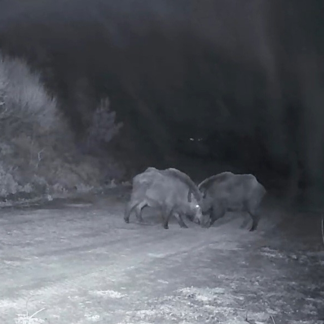 Ganos Dağları'nda domuz sürüsünün kavgası kameraya yansıdı