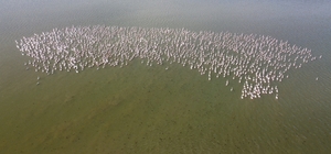 Baharın habercisi allı turnalar Yozgat'ta görüntülendi