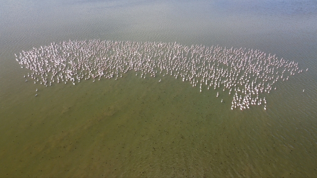 Baharın habercisi allı turnalar Yozgat'ta görüntülendi