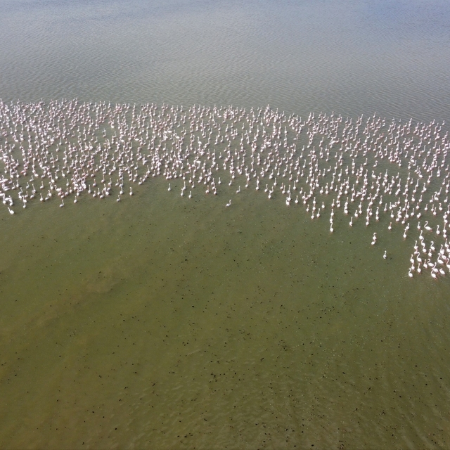 Baharın habercisi allı turnalar Yozgat'ta görüntülendi