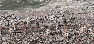Cudi Dağında ceylan popülasyonu 165'e ulaştı