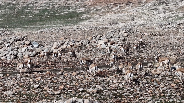 Cudi Dağında ceylan popülasyonu 165'e ulaştı