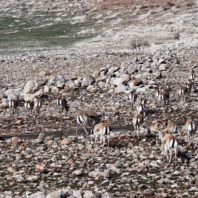 Cudi Dağında ceylan popülasyonu 165'e ulaştı