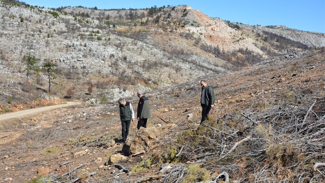Mersin'de yangın sahalarında doğa yeniden canlanıyor