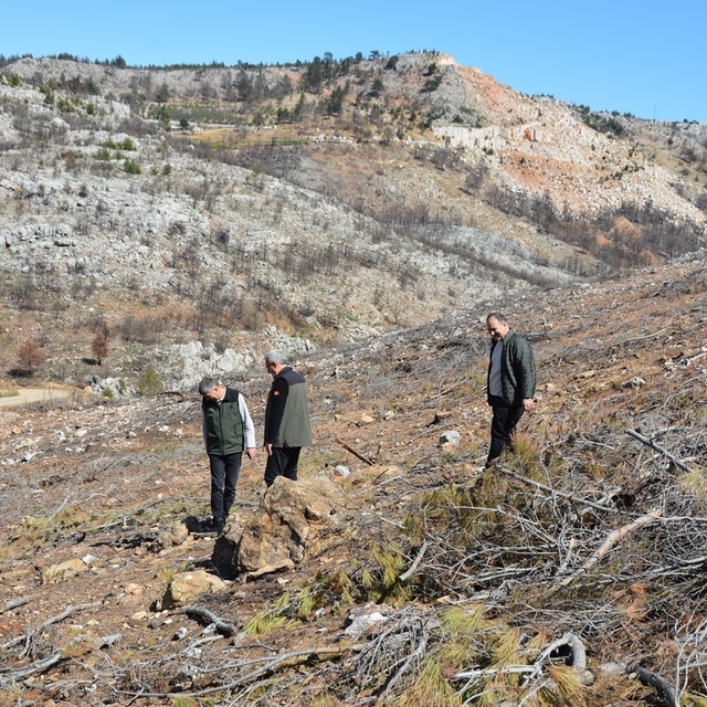 Mersin'de yangın sahalarında doğa yeniden canlanıyor