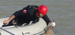 Antalya itfaiyesinden film gibi martı kurtarma operasyonu Misinalara dolanan martı 1 saatlik çalışmayla kurtarıldı