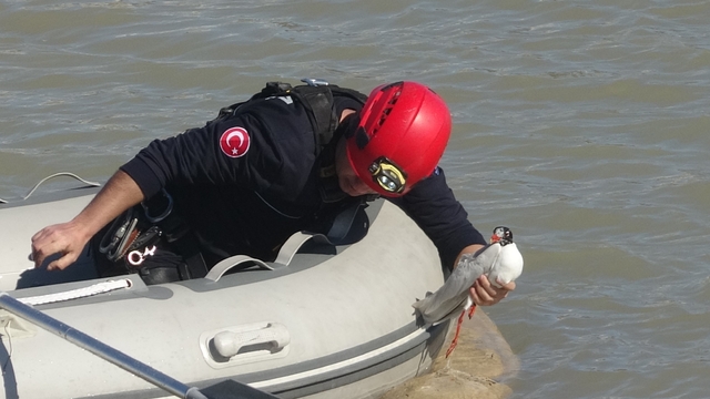 Antalya itfaiyesinden film gibi martı kurtarma operasyonu
Misinalara dolanan martı 1 saatlik çalışmayla kurtarıldı