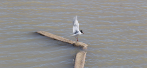Ayağına misina dolanan martıyı itfaiye eri kurtardı