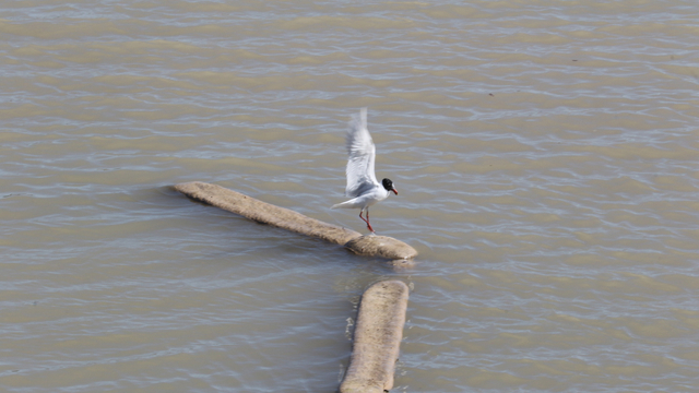 Ayağına misina dolanan martıyı itfaiye eri kurtardı