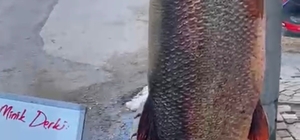 Elazığ’da 97 kilogram turna balığı yakalandı