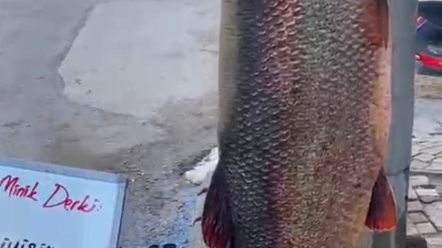 Elazığ'da 97 kilogram turna balığı yakalandı