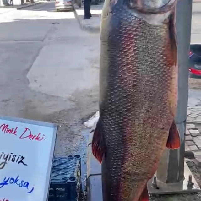 Elazığ'da 97 kilogram turna balığı yakalandı