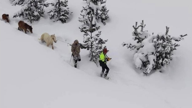 Karda mahsur kalan hayvanları köyün gençleri kurtardı