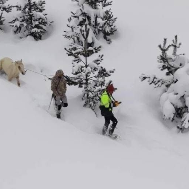 Karda mahsur kalan hayvanları köyün gençleri kurtardı