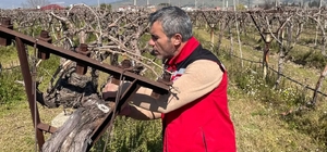 Bağlarda hastalık ve zararlı kontrolü yapılıyor