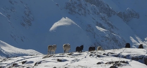 Munzur Dağları’nda doğanın özgür atları 3 bin 300 rakımda özgür yaşam: Munzur’un yılkı atları