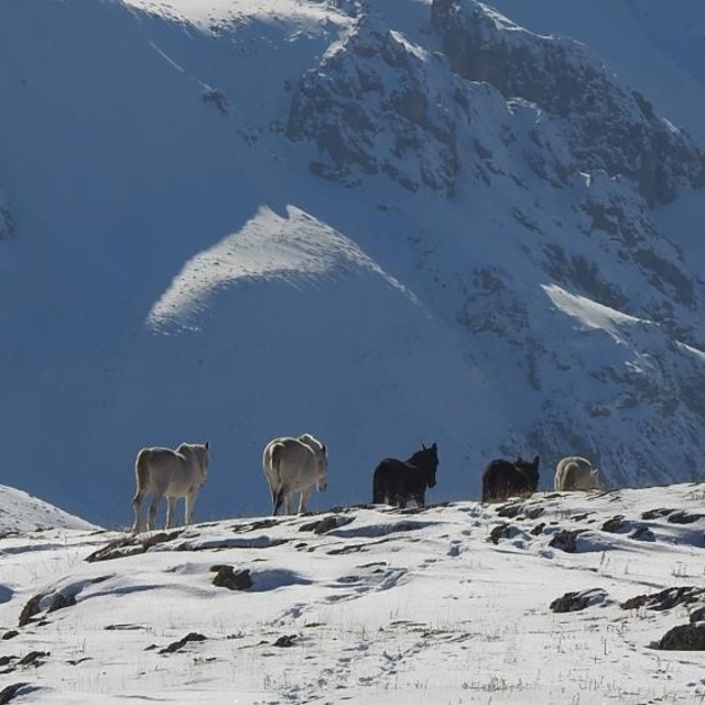 Munzur Dağları'nda doğanın özgür atları
3 bin 300 rakımda özgür yaşam: Munz...