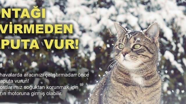 Soğuktan korunmak için girdiği araçta sıkışan kedi kurtarıldı