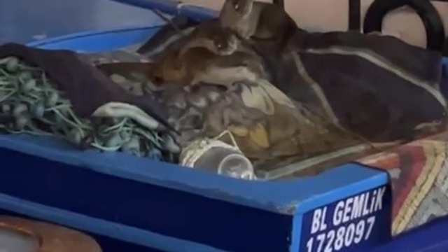 Aç kalan anne su samuru ve yavruları Gemlik'te tekneye sığındı