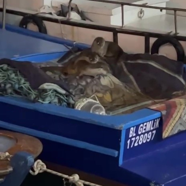 Aç kalan anne su samuru ve yavruları Gemlik'te tekneye sığındı