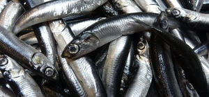 Savaş halindeki ülke ihracatta ilk sırayı aldı
Türkiye'nin hamsi ihracatınd...